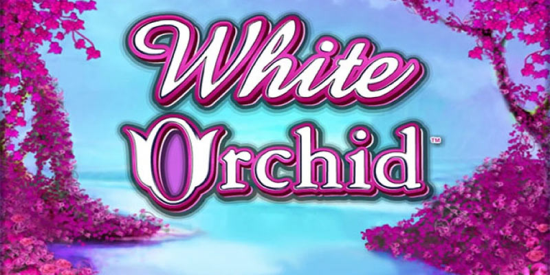 Unveil the Mystique of White Orchid Slot!